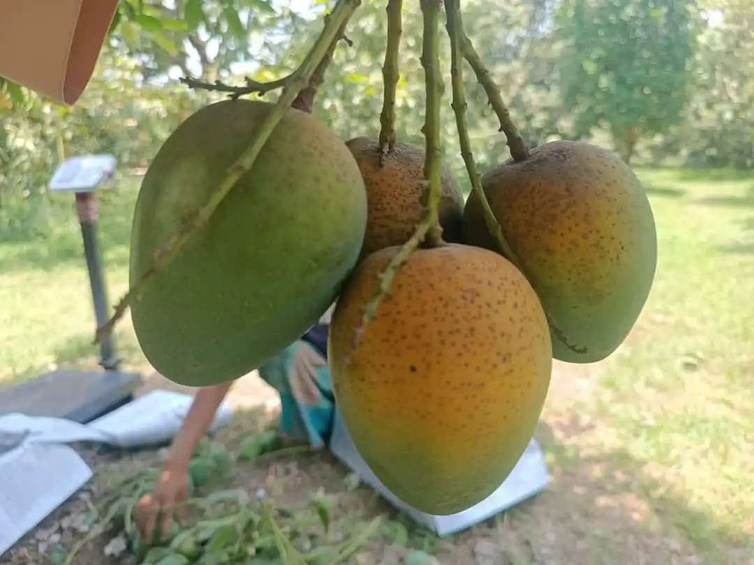 Fresh Himsagar Mango
